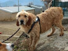 WHISKEY, Hund, Mischlingshund in Spanien - Bild 1