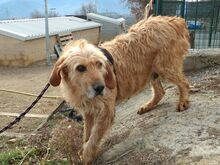 WHISKEY, Hund, Mischlingshund in Spanien - Bild 2