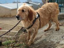 WHISKEY, Hund, Mischlingshund in Spanien - Bild 3