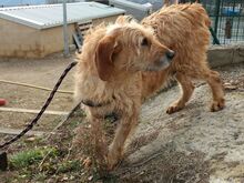 WHISKEY, Hund, Mischlingshund in Spanien - Bild 4