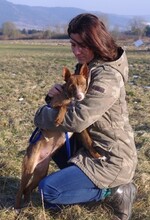 CHLOE, Hund, Podenco Andaluz in Kronach - Bild 10