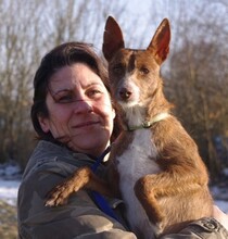 CHLOE, Hund, Podenco Andaluz in Kronach - Bild 4