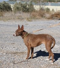 CHLOE, Hund, Podenco Andaluz in Kronach - Bild 5
