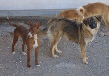 CHLOE, Hund, Podenco Andaluz in Kronach - Bild 9