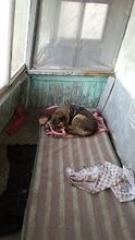 REXONA, Hund, Mischlingshund in Rumänien - Bild 1
