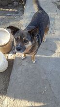 REXONA, Hund, Mischlingshund in Rumänien - Bild 2