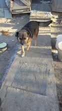REXONA, Hund, Mischlingshund in Rumänien - Bild 3