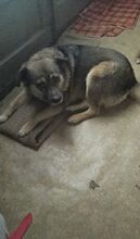 REXONA, Hund, Mischlingshund in Rumänien - Bild 4