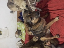 REXONA, Hund, Mischlingshund in Rumänien - Bild 5