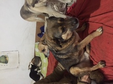 REXONA, Hund, Mischlingshund in Rumänien - Bild 6