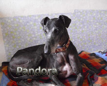 PANDORA, Hund, Galgo Español in Heroldsbach - Bild 1