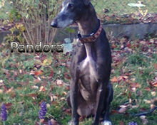 PANDORA, Hund, Galgo Español in Heroldsbach - Bild 3