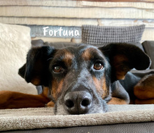 FORTUNA, Hund, Schnauzer-Mix in Spanien - Bild 2