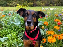 FORTUNA, Hund, Schnauzer-Mix in Spanien - Bild 3