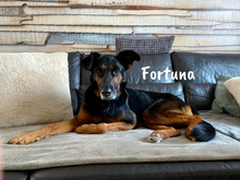 FORTUNA, Hund, Schnauzer-Mix in Spanien - Bild 5