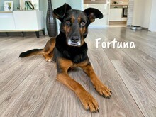 FORTUNA, Hund, Schnauzer-Mix in Spanien - Bild 7