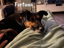 FORTUNA, Hund, Schnauzer-Mix in Spanien - Bild 9