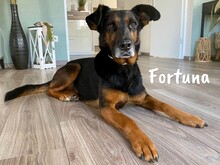 FORTUNA, Hund, Schnauzer-Mix in Memmelsdorf - Bild 1