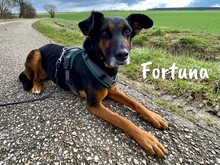 FORTUNA, Hund, Schnauzer-Mix in Memmelsdorf - Bild 4