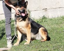 FIONA, Hund, Deutscher Schäferhund-Mix in Ungarn - Bild 5