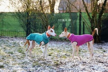 OLAYA, Hund, Podenco Ibicenco in Köln - Bild 12