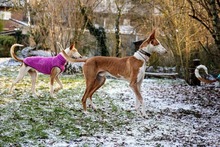 OLAYA, Hund, Podenco Ibicenco in Köln - Bild 5