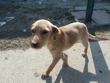 CATY, Hund, Mischlingshund in Slowakische Republik - Bild 5