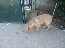 CATY, Hund, Mischlingshund in Slowakische Republik - Bild 6
