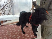 ARTHUR, Hund, Mischlingshund in Ungarn - Bild 1