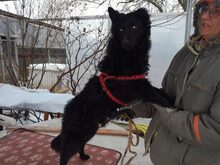ARTHUR, Hund, Mischlingshund in Ungarn - Bild 3