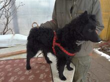 ARTHUR, Hund, Mischlingshund in Ungarn - Bild 4