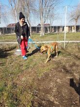 ETHAN, Hund, Labrador-Mix in Rumänien - Bild 10