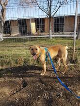 ETHAN, Hund, Labrador-Mix in Rumänien - Bild 11