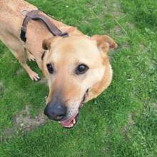 ETHAN, Hund, Labrador-Mix in Rumänien - Bild 12