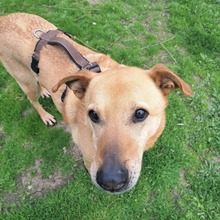 ETHAN, Hund, Labrador-Mix in Rumänien - Bild 13