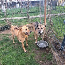 ETHAN, Hund, Labrador-Mix in Rumänien - Bild 14