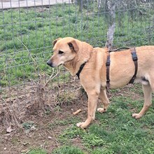 ETHAN, Hund, Labrador-Mix in Rumänien - Bild 15