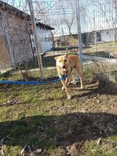 ETHAN, Hund, Labrador-Mix in Rumänien - Bild 8