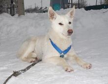 NEGA, Hund, Mischlingshund in Russische Föderation - Bild 1