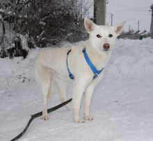 NEGA, Hund, Mischlingshund in Russische Föderation - Bild 4