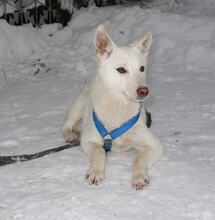 NEGA, Hund, Mischlingshund in Russische Föderation - Bild 6