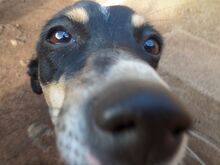 ROMY, Hund, Mischlingshund in Spanien - Bild 12