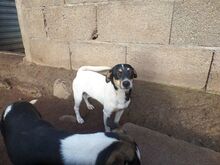 ROMY, Hund, Mischlingshund in Spanien - Bild 3