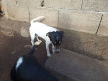 ROMY, Hund, Mischlingshund in Spanien - Bild 4