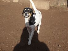 ROMY, Hund, Mischlingshund in Spanien - Bild 6