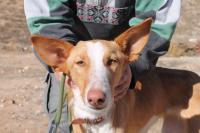 PATRI, Hund, Mischlingshund in Spanien - Bild 1