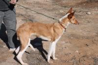 PATRI, Hund, Mischlingshund in Spanien - Bild 3