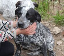 RYK, Hund, Mischlingshund in Italien - Bild 10