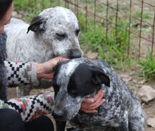 RYK, Hund, Mischlingshund in Italien - Bild 11