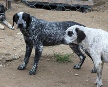 RYK, Hund, Mischlingshund in Italien - Bild 12